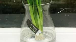 Sup sari laut daun kemangi. Tips Menyimpan Daun Bawang Agar Tetap Segar Health Liputan6 Com