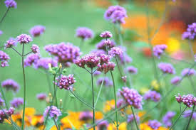Image result for Verbena × teasii