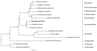 Image result for Hypolepis sparsisora