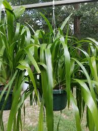 Image result for Neomarica northiana