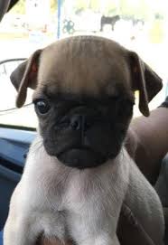 At 8 weeks old all puppies will. Puppy Pugs For Sale In San Antonio Texas Classified Americanlisted Com