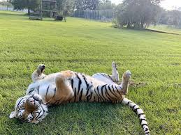 Warning the footage in the is video may be disturbing to some viewers! Is Big Cat Rescue As Bad As The Zoos In Tiger King Dr Stephanie Schuttler