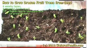 A pitaya (/pɪˈtaɪ.ə/) or pitahaya (/ˌpɪtəˈhaɪ.ə/) is the fruit of several different cactus species indigenous to the americas. How To Grow A Dragon Fruit Tree From Seed Germinate Planting And 3 Month Growth Dragon Fruit Tree Fruit Trees How To Grow Dragon Fruit