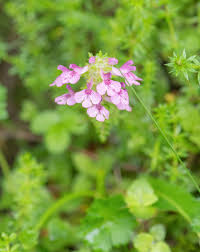 Image result for Chenolea