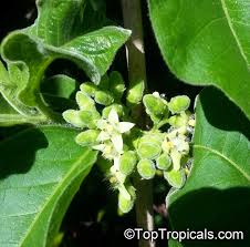 Image result for Vangueria infausta