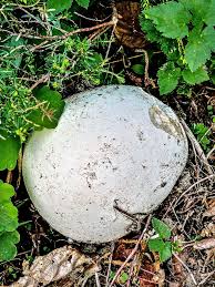 Mein Garten in Lette - Riesenbovist | de.wikipedia.org/wiki/… | Flickr