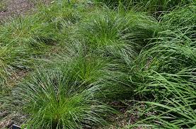 Image result for Carex sp.no.1