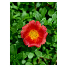 Image result for Portulacaceae