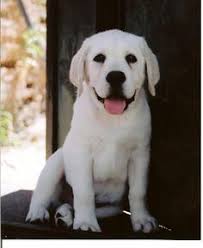 Adopt a chocolate labrador, adopt a yellow labrador puppy, adopt a fox red lab puppy. 15 Best White Lab Breeders Ideas Labrador Lab Puppies Labrador Retriever