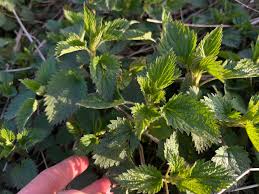 Image result for Hyparrhenia bracteata