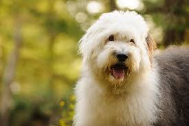 Is to place healthy but unwanted old english sheepdogs in loving homes. Old English Sheepdog Dog Breed Information