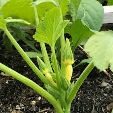 Summer squashes will sprawl slightly; 5 Tips For Growing Summer Squash Growing In The Garden