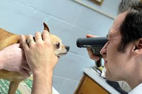 Animal Hospital set to move to bigger, new facility