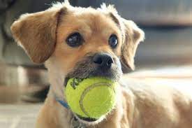 There are several reasons a dog may not have learned to play. How To Train Your Dog To Play