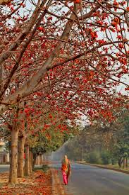 Check spelling or type a new query. Names Of Flowering Trees In Pakistan Flix It