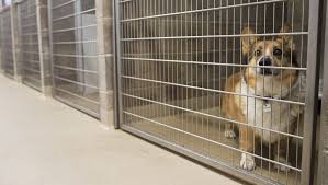 Proven tips from dog experts that has worked for more than 875,000 dog owners worldwide. Larimer Humane Society To Waive Adoption Fees July 23