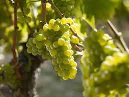 Sauvignon Blanc Du Chateau La Garde Pessac Leognan Grand Vin De Graves Www Dourthe Com Sauvignon Blanc Grapes Red Grapes