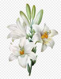 Easter Lily Lilium Candidum Tiger Lily Watercolor Painting Hand Painted Lily Aquarela Floral Pintura De Lirio Pintura De Lua
