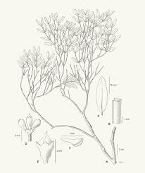 Image result for Lijndenia sp. cf barteri