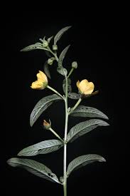 Image result for Ludwigia octovalvis