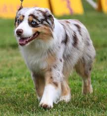 Image result for australian shepherd