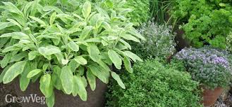 However, the popularity of this plant means that it. How To Grow Delicious Herbs In Pots