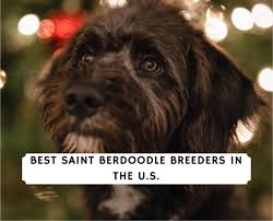 Mason creek saint berdoodles all rights reserved 2018; 4 Best Saint Berdoodle Breeders In The U S 2021 We Love Doodles