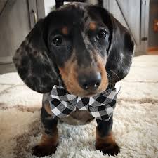 Very well socialised and great with using their puppy pads. Beau The 3 Month Old Silver Dapple Miniature Dachshund Silverdapple Dachshund Puppy Miniature Dachshund Dachshund Pup