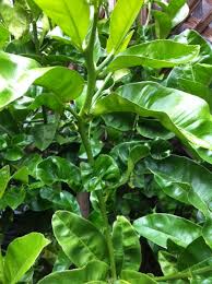 Frost and curling lemon leaves. Leaf Curl On Apple Tree And Meyer Lemon Tree Theeasygarden Easy Fun Fulfilling Gardening