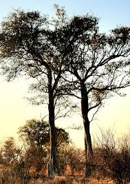 Image result for Balanites maughamii