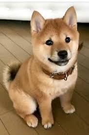 Die jüngsten kursgewinne des shiba inu coins scheinen verlockend. Prord1ikiilnmm