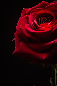Only For You My Love Beautiful Rose Flowers Red Roses Wallpaper Beautiful Red Roses