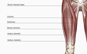 Anatomy Of The Quadriceps Muscles