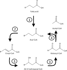 Named after the spade like tool used to harvest agave plants which is used to make tequila. The Fatty Acid B Oxidation Cycle Catabolizes Acyl Coa Molecules To Download Scientific Diagram