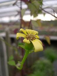 Image result for Senecio milanjianus