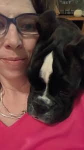 Boxer friendly harness recommendations needed