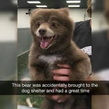 Pin On Adorable