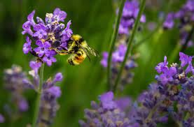 Check spelling or type a new query. Attracting Pollinators To Your Garden The Dirt Blog Stauffers