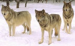 Résultat de recherche d'images pour "images gif loups"