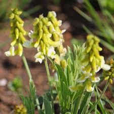 Image result for Eriosema