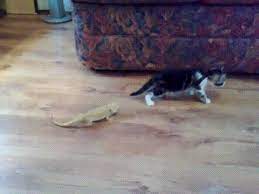 The Slight Overreaction Video Video Funny Cat Videos Funny Animals Cute Animals