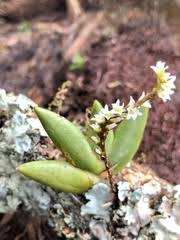 Image result for Brownleea mulanjiensis