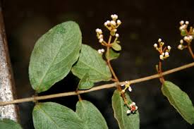 Image result for Heteropterys