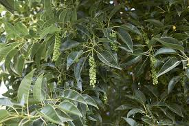 Image result for Phytolacca dioica