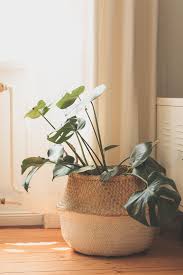 Monstera Pflanzen Im Wunderschonen Ubertopf Bastkorb Wie Schon Das Aussieht Konnt Ihr Auf Meinem Instagram Account In V Monstera Pflanzen Wohnzimmer Pflanzen
