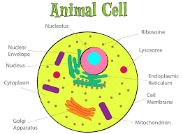 Animal Cell Diagrams To Print Diagram Site Animal Cell Plant And Animal Cells Animal Cells Model