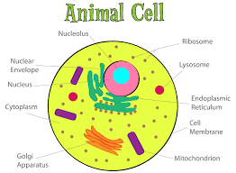 Somewhat like an entire city in miniature. Plant And Animal Cell Drawing Easy Novocom Top