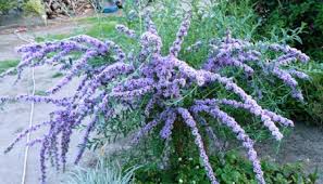 Image result for Komule střídavolisté