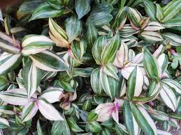 Si adattano senza problemi a spazi luminosi, trasformando qualsiasi parete, mobile. Conosciamo La Tradescantia La Pianta Chiamata Nel Linguaggio Comune Come Erba Misera