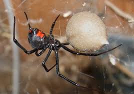 What is a black widow spider bite? Black Widow Spiders Would Rather Not Bite You Or Beck